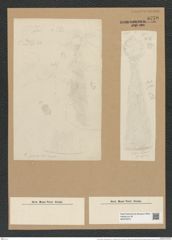 Coscinodiscus asteromphalus var. macranthus Grun. (de-Toni-Nr.: Genus 202, Species 5036) Zeichnungen Sammlung Grunow Nr. 8779 (NHMW-BOT-W0378375)